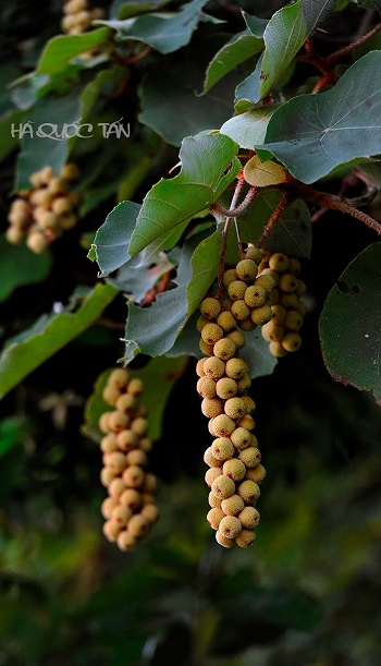  ‘Trai Rung’ (Wild Fruits)