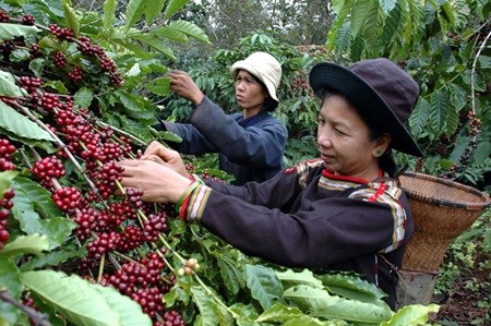 armers in Cu Ebur commune, Buon Ma Thuat city, harvest coffee beans (Photo: VNS/VNA)