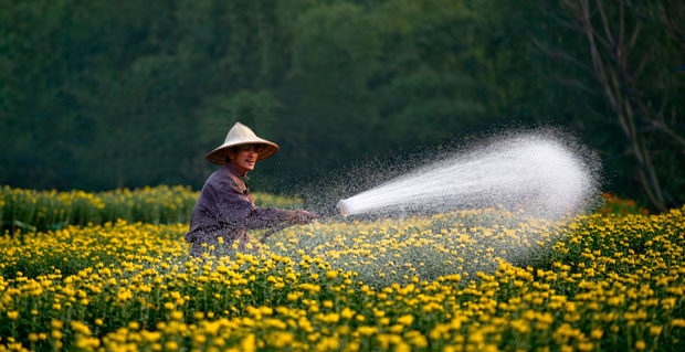 Mùa hoa Tết.