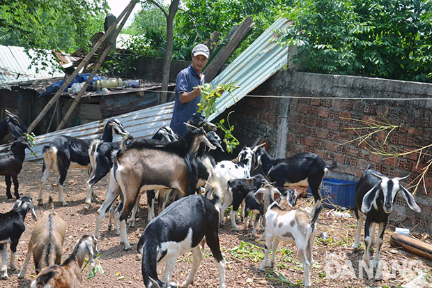 Mô hình chăn nuôi dê thâm canh đang mang lại giá trị cho nông dân Hòa Vang.