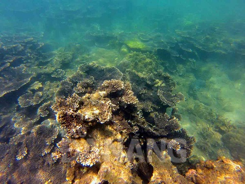  The clear blue water allows divers to admire the beauty of the various kinds of coral and marine animals