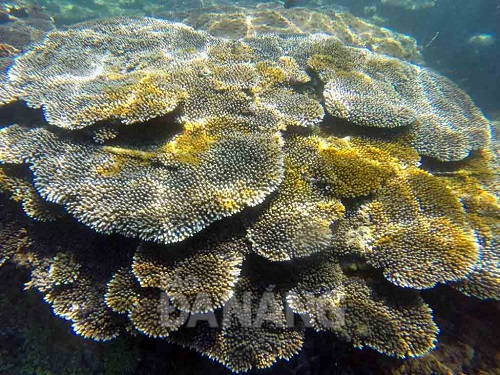 The coral reefs off the Son Tra Peninsula boast pristine natural beauty, and they are as beautiful as those off Nha Trang City or Quang Nam Province’s Cu Lao Cham Island 