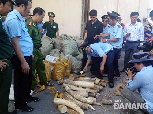 The elephant tusks seized at Tien Sa Port