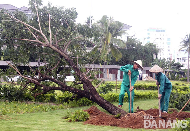 Công nhân Công ty Công viên - cây xanh đang khôi phục một cây xanh bị ngã ở đường Võ Nguyên Giáp. Ảnh: NAM TRÂN