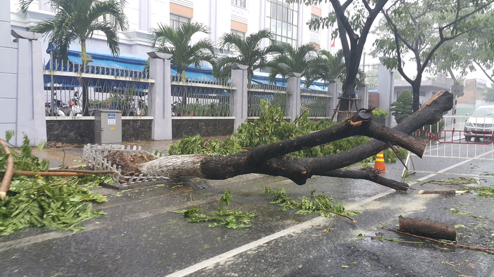 Hàng loạt cây xanh ngã đổ là do trồng ẩu - Báo Đà Nẵng điện tử