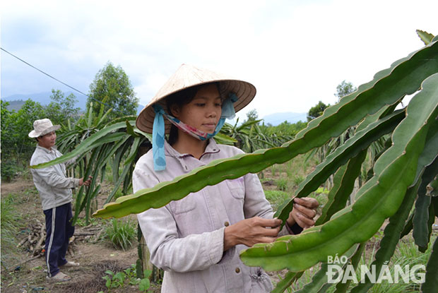 Nông dân Hòa Phú thoát nghèo, giàu lên nhờ trồng thanh long ruột đỏ.