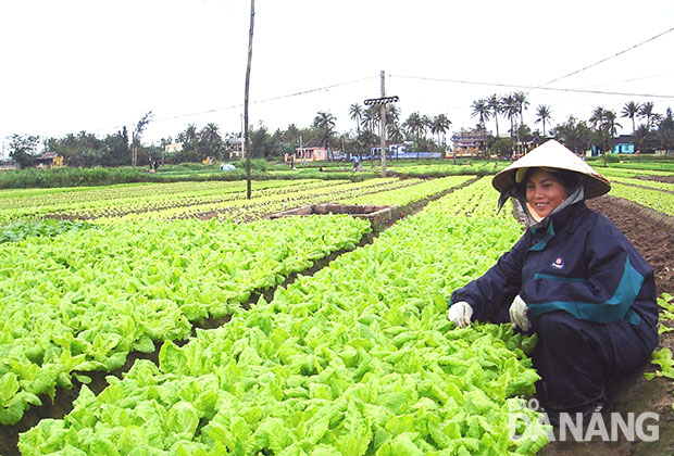 Vùng rau trên đất tận dụng ở phường Mỹ An.