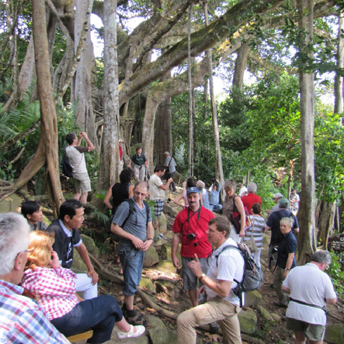  Visitors at the over 1000-year-old banyan tree on Da Nang’s Son Tra Peninsula 