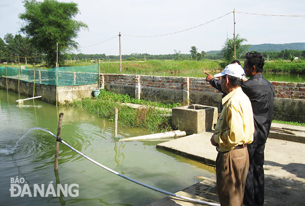 Mô hình nuôi cá diêu hồng ở huyện Hòa Vang một thời cho thu nhập cao, nay đang khó khăn do thị trường bão hòa. 