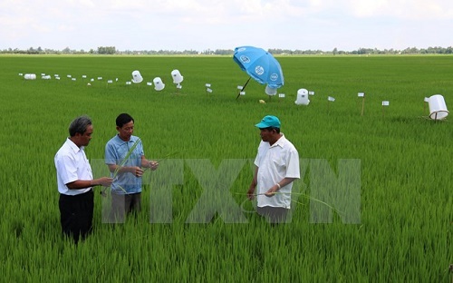 A rice farming project to reduce greenhouse gas emissions in Kien Giang (Source: VNA)