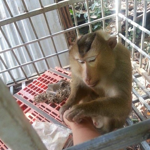 The pig-tailed macaque