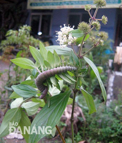 Một dây Dạ cẩm “kỳ dị” ở sườn đồi Hòa Cầm mãn khai hoa tại bán đảo Sơn Trà. Ảnh: P.C.T