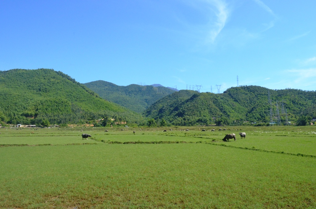 Dự báo vụ Đông Xuân năm 2015-2016, Đà Nẵng sẽ có hơn 1.300 ha bị thiếu nước tưới tiêu.