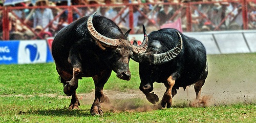 A photo of the buffalo-fighting festival