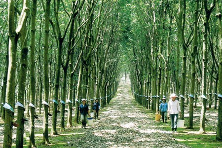 (Photo: baodongnai.com.vn)