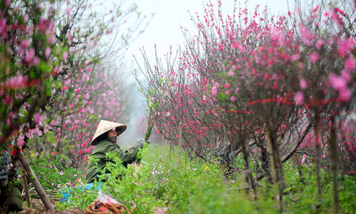 Người trồng đào hối hả chăm sóc cây chờ ngày Tết đến. 