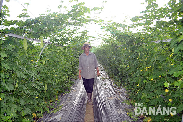 Anh Lê Khắc Dũng tại vùng rau của mình ở xã Hòa Khương. 