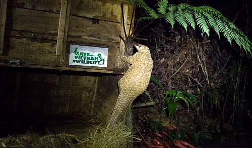 A pangolin is seen when it, along with 23 others, was released to nature in a forest in central Vietnam on November 22, 2015. Tuoi Tre