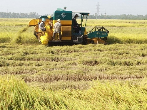 Food prices rose by 0.31 percent as traders rushed to buy rice for export to Indonesia and the Philippines. (Source: VNA) 