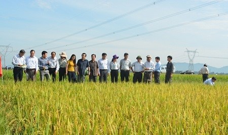 Scientists visit a new rice variety field in Nam Dan District, Nghe An Province. (Source: dangcongsan)