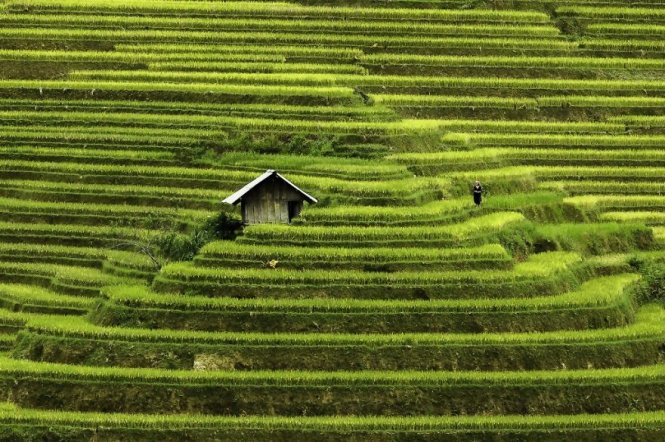 Ruộng bậc thang Mù Cang Chải, Yên Bái