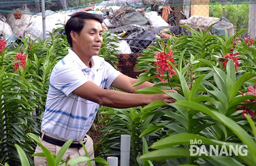 Flower grower Nguyen Xuan Hung in his Mokara orchid garden