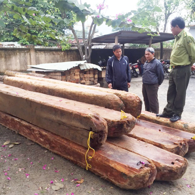 Khối gỗ lậu được đưa về trụ sở Hạt kiểm lâm Hoà Vang để tiếp tục điều tra, xử lý.