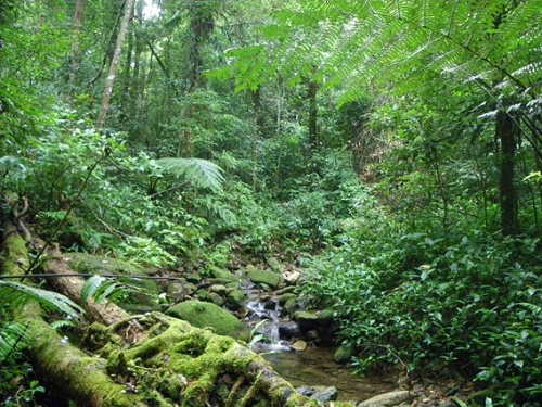 Forest in Kon Tum province. (Source: Internet)