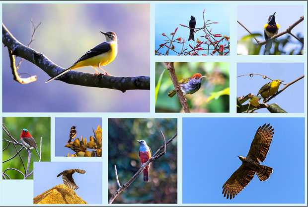 Các loại chim ở Sơn Trà.Ảnh: Nguyễn Đăng Đệ