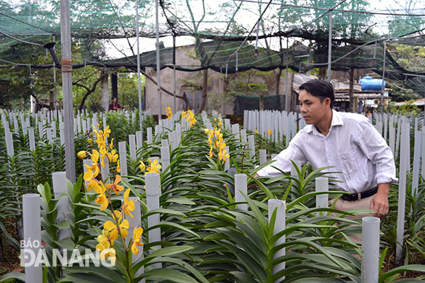 Trồng phong lan cắt cành ở Hòa Vang.