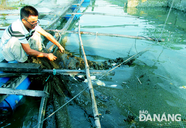 Người dân vớt cá chết bất thường nuôi nhốt trong lồng bè trên sông Nam Ô 1.