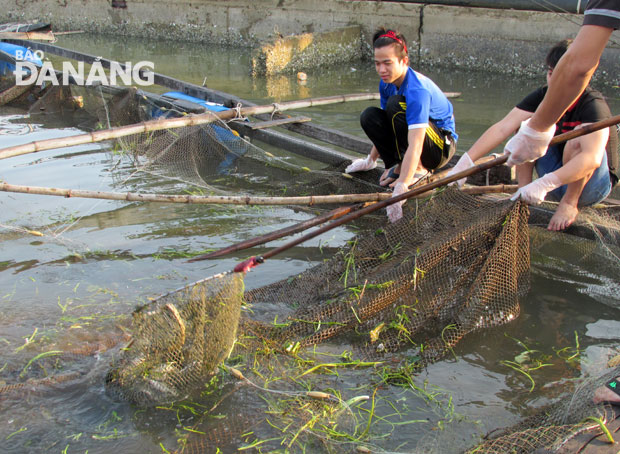 Chỉ trong mấy ngày, gần 700 kg cá hồng, cá mú, cá dìa…của ông Huỳnh Phi Trình, chủ nhà hàng sông Cu Đê chết sạch.  