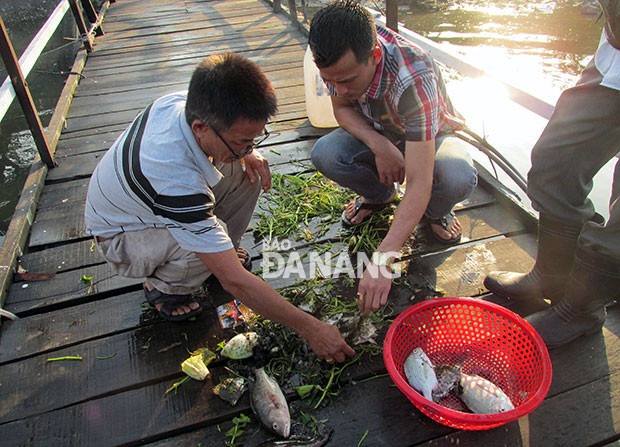 Chủ nhà hàng sông Cu Đê vớt cá chết trong lồng vào ngày 10-1.