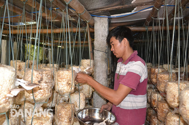 Thu hoạch nấm sò ở HTX Nấm Nhơn Phước. 