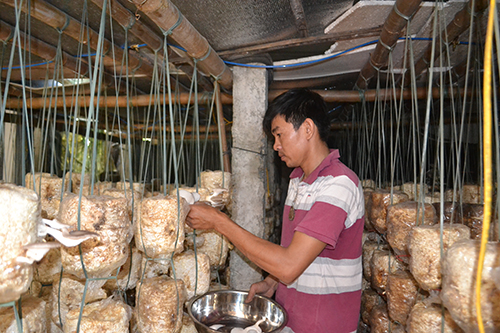 A mushroom-growing unit in Hoa Nhon Commune