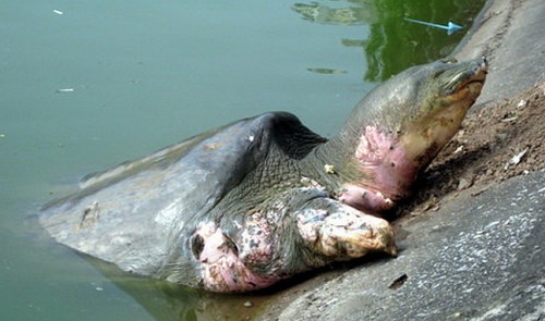 The Hoan Kiem turtle is seen on the lake’s surface in 2011.