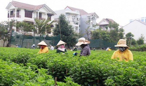 Farmers have borrowed unused land on Luong Nhu Hoc Street, a prime spot located in Hai Chau District in the central city of Da Nang, to grow flowers, with the backdrop being luxurious edifices. Tuoi Tre