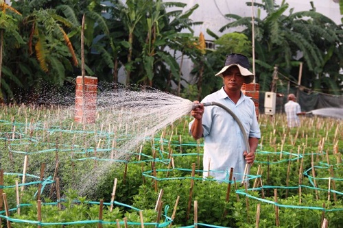 A farmer tends to his flower beds on a borrowed plot of land at one of Da Nang City's prime locations. Photo: Tuoi Tre