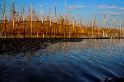   ‘Buc Hoa Dam Pha’ (A Scene at the Lagoon)