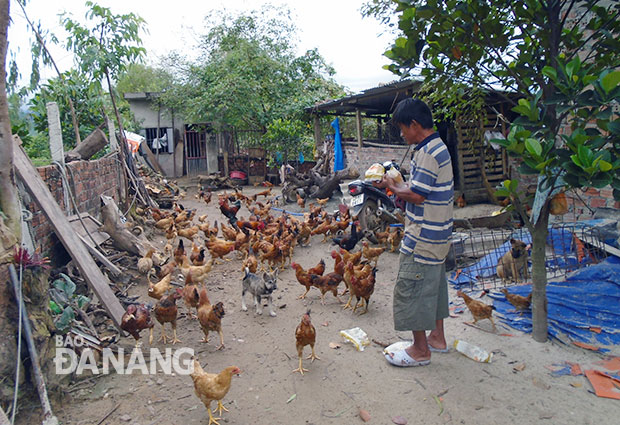 Ông Trần Văn Hưng ở thôn Đại La, Hòa Sơn và đàn gà ta thả vườn của mình.