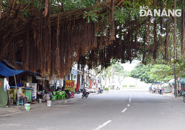 Tiệm cắt tóc dạo của ông Quảng dưới gốc đa già làng An Thị như cột mốc cố định trên tuyến đường Nguyễn Công Trứ.  