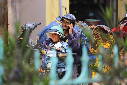   Carrying Tet flowers to the market for sale