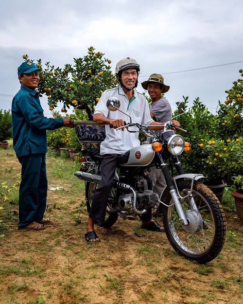   Buying a kumquat tree