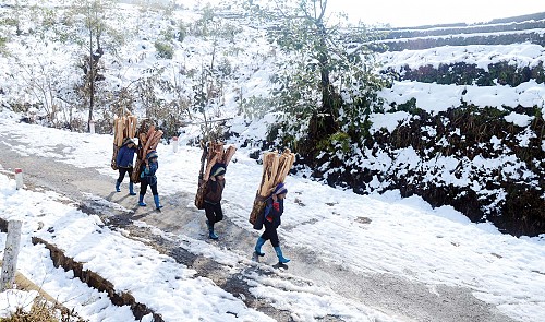 People carry firewood in extremely cold weather conditions in northern Viet Nam.