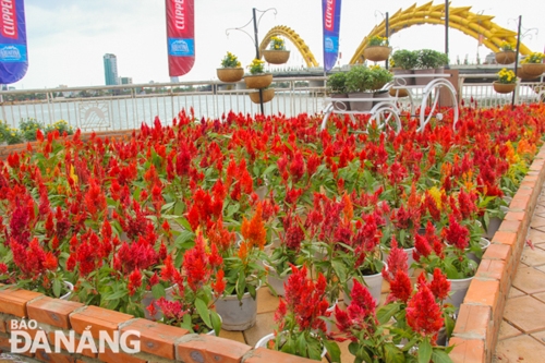 Colourful flower pots