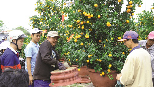  Buying kumquat trees at a spring flower market