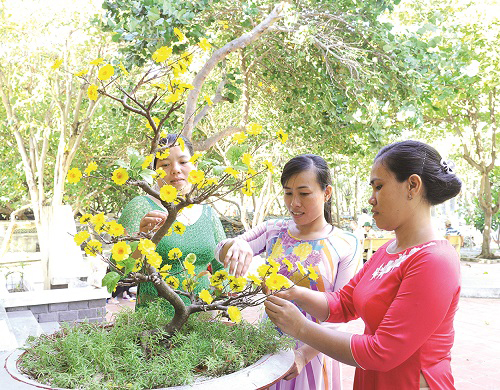  Local ladies decorating a yellow apricot tree