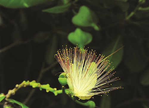    Barringtonia Asiatica, an especially charming flower from the archipelago