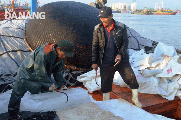 Các ngư dân tàu ĐNa 90357 của ông Trương Văn Chính (phường An Hải Bắc, quận Sơn Trà) làm nghề cá ngừ, cá thu khơi thì chất nguyên đá cây xuống các hầm cá để ướp cá trong lúc khai thác       