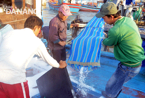 Some crew members of fishing boat DNa 90637 from Son Tra District's Nai Hien Dong Ward making crushed ice